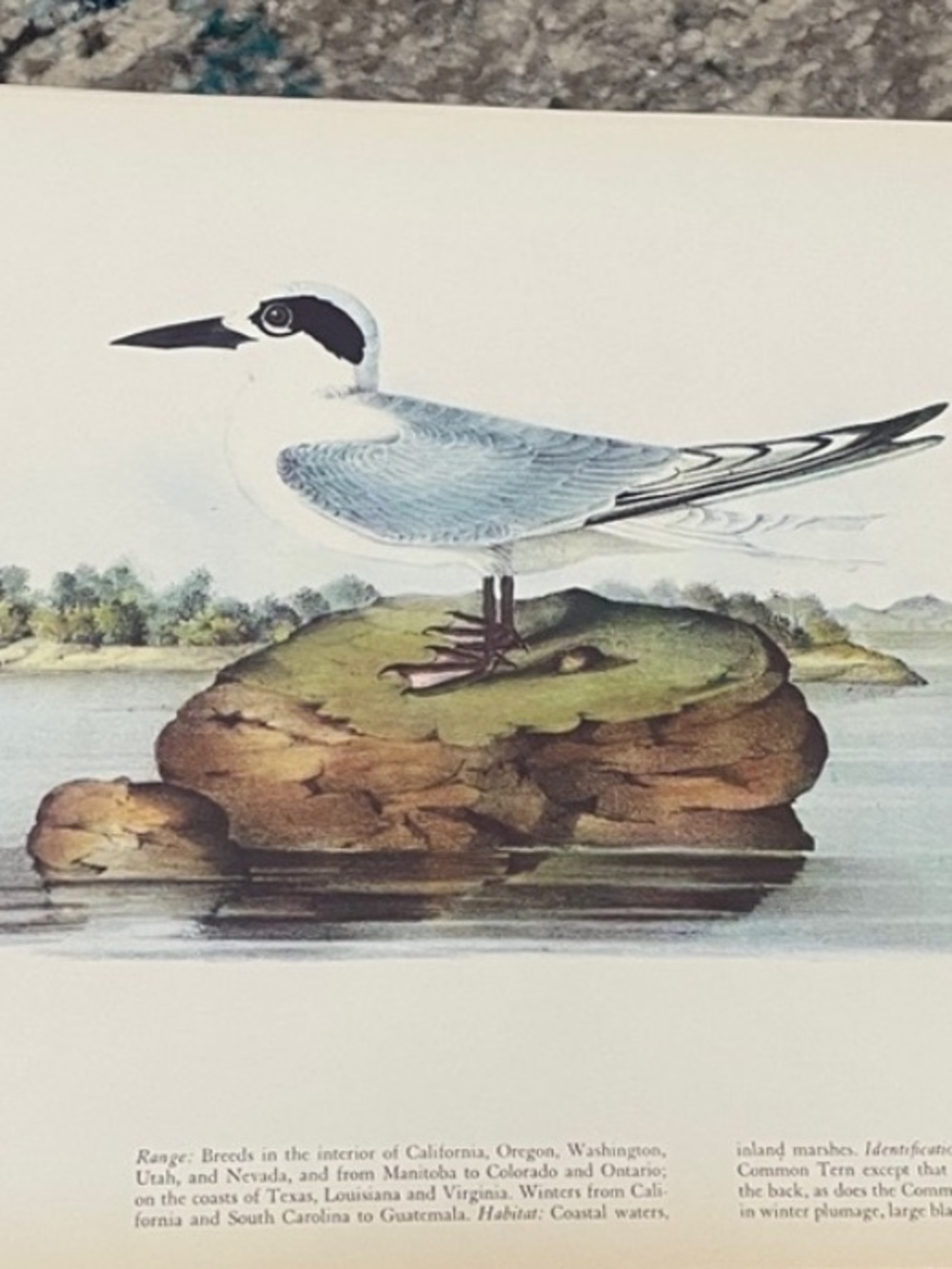 🖤5/$25 Forster's Tern Bird Art Print - Blue and White Illustration
